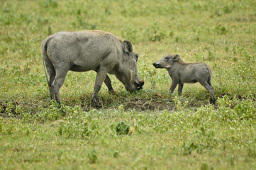 Fototapeta na wymiar Female warthog and young grazing in Ngorongoro Crater, Tanzania