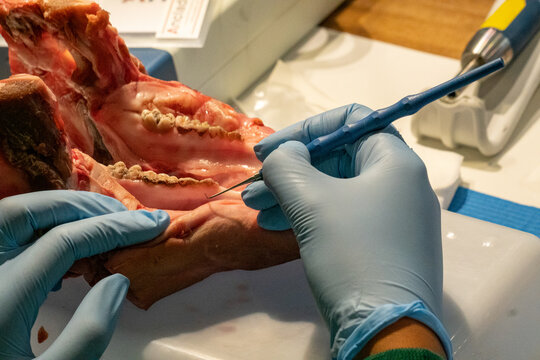 Dental Practice With Animals, Cow