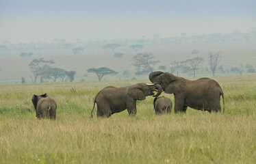 Naklejka na ściany i meble Female elephants (socializing) with calves, Serengeti National Park, Tanzania
