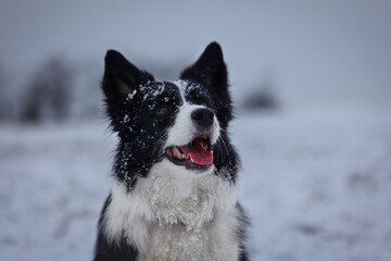 Close-up of Border Collie Head on the Field during Cold Winter Cloudy Day. Headshot of Smiling Black and White Animal in Snowy Nature.