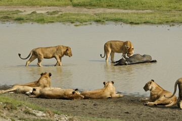 Naklejka na ściany i meble Lion pride with wildebeest kill in water, Ngorongoro Crater, Tanzania