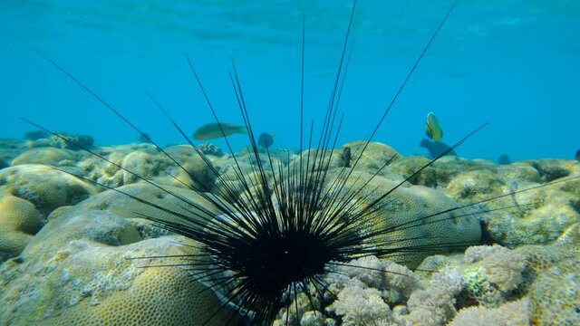 Close-up of Sea Urchin on the coral reef with blue water surface on background. Black Longspine Urchin or Long-spine sea urchin (Diadema setosum) on tropical coral reef. 