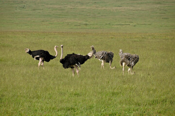 Male and female Masai ostriches in Ngorongoro Crater, Tanzania