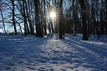 Early morning sun in the forest with many snow