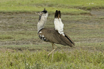 Male kori bustard displaying during breeding season, Ngorongoro Crater, Tanzania