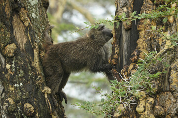 Olive baboon foraging for insects in tree, Ngorongoro Crater, Tanzania