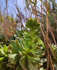 close up of a plant