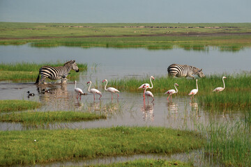 Lesser Pink Flamingos and Zebra are Grazing in the Lake in Ngorongoro Conservation Area in Tanzania, Africa