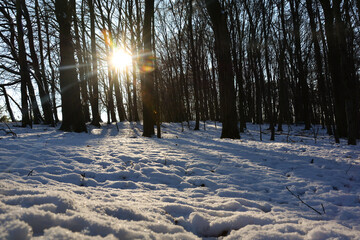 Early morning sun in the forest with snow