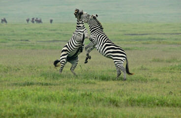 Burchell's (common, plains) zebra stallions fighting, Ngorongoro Crater, Tanzania © Michele Burgess