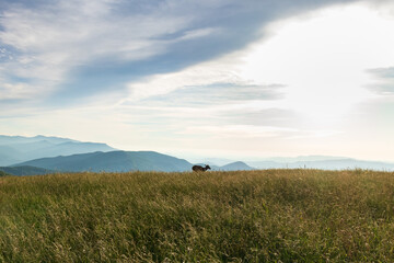 Fototapeta premium Elk in a meadow with mountain background