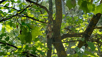 Ardilla en el árbol