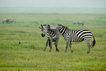 Fototapeta na wymiar Burchell's (common, plains) zebra stallions fighting, Ngorongoro Crater, Tanzania
