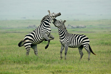 Fototapeta na wymiar Burchell's (common, plains) zebra stallions fighting, Ngorongoro Crater, Tanzania