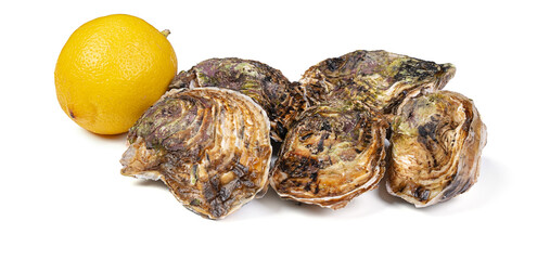 Isolated fresh oysters with a lemon