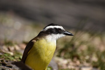 Naklejka premium closeup of great kiskadee (Pitangus sulphuratus) (bienteveo comun)