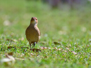 rufous hornero (Furnarius rufus), national bird of Argentina and Uruguay