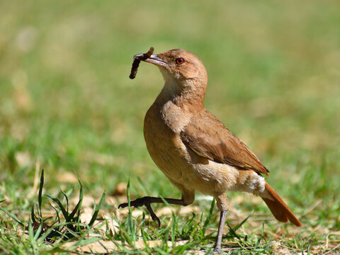 rufous hornero (Furnarius rufus), national bird of Argentina and Uruguay