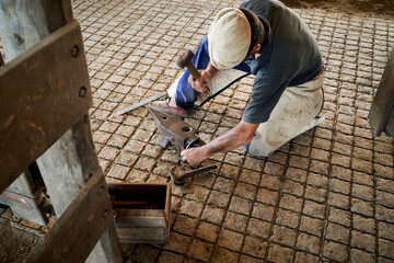 blacksmith using hammer to put horseshoe on hoof of horse near stable on ranch.