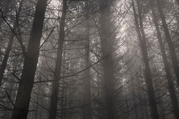 Foggy pinewood at dusk