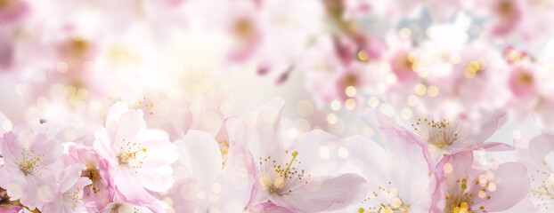 Beautiful cherry blossom background with magical lights and bokeh card.