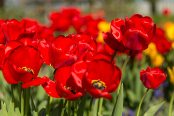 Red Tulip Flowers In The Sunlight On A Garden Bed