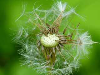 Blowball With Green Background
