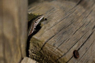dragones de pared
