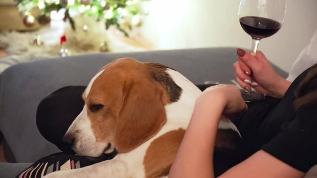 Woman stroke beagle dog on a sofa while holding glass of wine