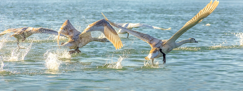 Flok of a swons take off