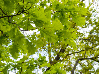 oak leaves close-up, oak tree in nature, summer green leaves in sunlight, a genus of trees and shrubs of the Beech family