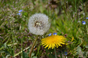 Dandelion And Blowball