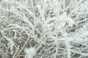Branches of shrubs and trees, covered with icy cold white frost, snow in winter. The frost and ice. Macro photography.