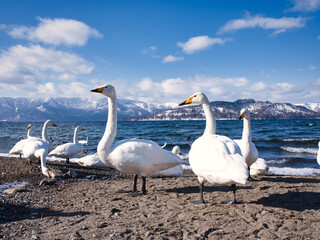 屈斜路湖の白鳥
