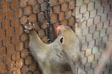 餌を銜えながら金網にへばりつくニホンリスの顔部分