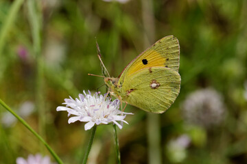 Colias crocea, Dark Clouded Yellow, Common Clouded Yellow