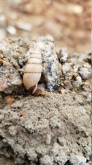 snail on rock