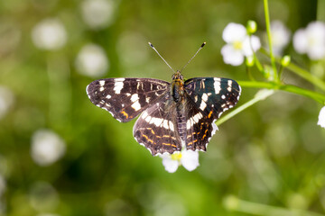 Araschnia levana, The Map, The Map Butterfly from Lower Saxony, Germany
