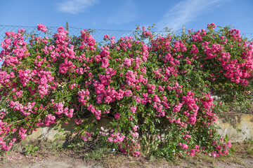 Obraz premium Rose wall near Porto Azzurro, Elba, Tuscany, Italy