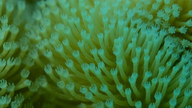 Details of the soft coral polips. Extreme close-up of the soft coral polips on the reef. Natural underwater background. Mushroom Leather Coral (Sarcophyton coral)