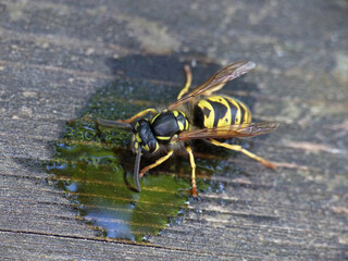 Wasp Nibbling Sweet Liquid