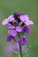 Obraz premium Close up of the pink flower of the common wallflower, Erysimum cheir