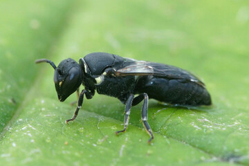 Close up of a female  Large Yellow-face Bee, Hylaeus signatus