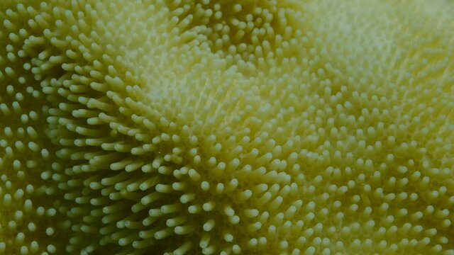 Extreme close-up of the soft coral polips on the reef. Details of the soft coral polips. Natural underwater background. Mushroom Leather Coral (Sarcophyton coral)