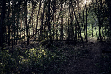 Fototapeta premium Rays of the sun breaking through the treetops