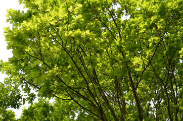 Oak Tree In Spring With New Light Green Leaves