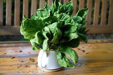 Deco After Rain, Spinach In An Old Teapot On Garden Table