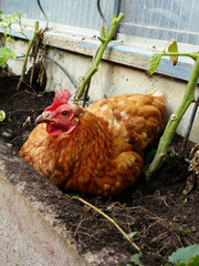 Brown Hen Berta Sitting In A Vegetable Bed