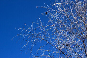 frosted winter birch branches with blue sky - winter background and landscape