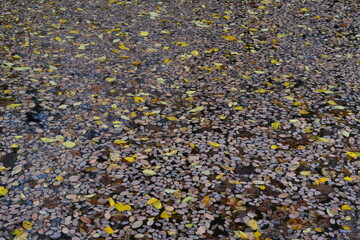 осенние листья, фон